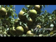 Pears on Tree 1 1232